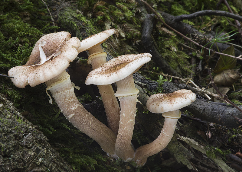 Armillaria borealis